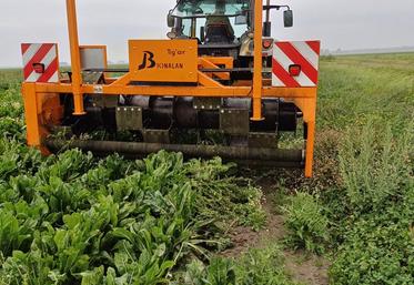 L’arracheuse Tig’air est composée d’un gros cylindre qui a pour but de rabattre les tiges des mauvaises herbes sur les rouleaux arracheurs. 