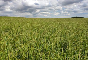 Une parcelle envahie de ray-grass.