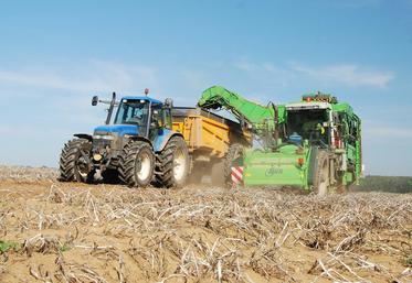 Cette campagne, le rendement moyen national devrait se situer à 48,7 tonnes par hectare, ce qui est supérieur de 9,1 % à la moyenne quinquennale.