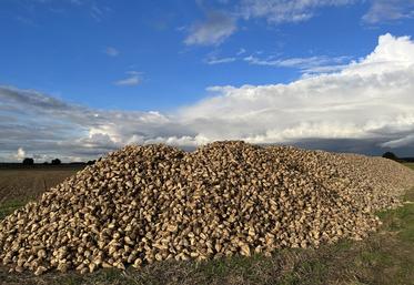 Les planteurs de la sucrerie Ouvré sont conviés à une réunion mardi 17 décembre.