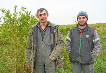 Romuald Luche et son fils Dorian ont planté 2,5 hectares de bambous en 2022, une culture encore marginale en France.