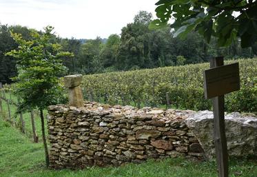 Des murs en pierres sèches sont visibles autour des parcelles de vigne.