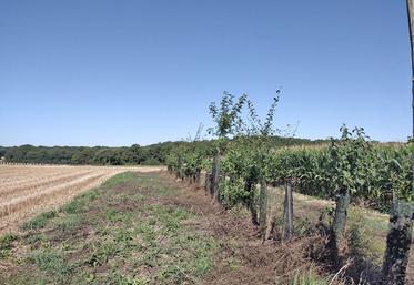 Une matinée technique sur l’entretien des haies et des jeunes plantations aura lieu mardi 21 janvier à Longnes (Yvelines).