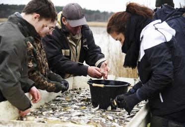 Mercredi 11 décembre, à Menestreau-en-Villette. De nombreuses personnes étaient présentes pour aider à trier rapidement les poissons pêchés.