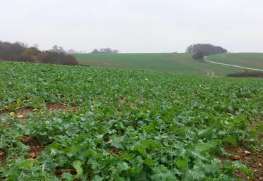 En Île-de-France ouest, Terres Inovia note des biomasses 15 à 35 % inférieures par rapport aux cinq campagnes précédentes.