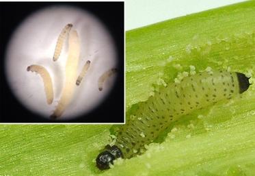 Terres Inovia a analysé les infestations de larves d'altises dans les cultures franciliennes.