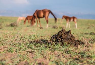 Dans les zones bien pourvues en activités équestres, le fumier de cheval peut être une ressource intéressante pour les méthaniseurs.