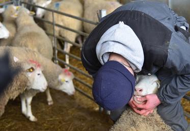Un candidat évalue l'état de santé d'une brebis : examen des dents, prise de température, palpation de l'abdomen.