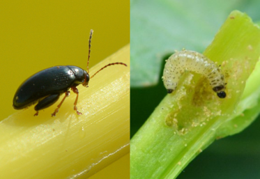 Terres Inovia et ses partenaires étudient des solutions de biocontrôle contre la grosse altise du colza.