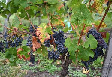 Une dizaine de vignerons de l'AOC Touraine vont planter des Variétés d'intérêt à fin d'adaptation (Vifa).