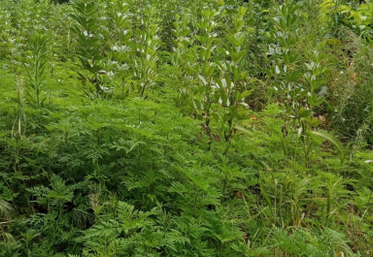 Ambroisie à feuilles d'armoise observée dans une parcelle de féverole dans le Val-d'Oise.