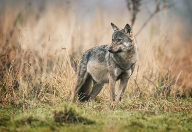 Le Loir-et-Cher reste en vigilance loup « cercle 3 ». Cela garantit aux éleveurs un soutien technique et financier face aux risques de prédation.