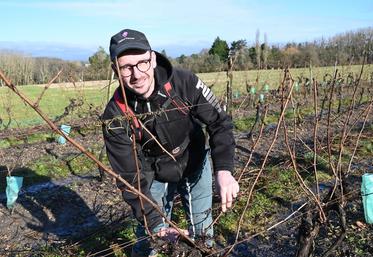 Jeudi 30 janvier, à Ouchamps. Le viticulteur Reynald Drucy réalise une taille en deux temps sur quelques-unes de ses parcelles de vigne afin de limiter les effets du gel. 