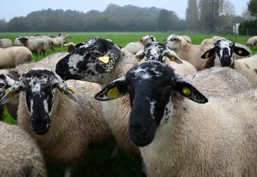 La FCO continue de sévir sur le territoire français ainsi qu'en région Centre-Val de Loire, autant que la MHE. La FNB insiste sur l'importance du soutien de l'État envers les éleveurs touchés. 