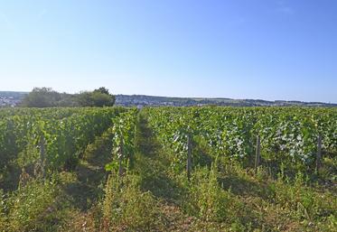 Il est possible pour les exploitations viticoles d'effectuer un bilan carbone, permettant de trouver des leviers d'actions pour améliorer l'empreinte carbone sur leur exploitation. 