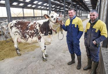 Jeudi 13 février, à Champrond-en-Gâtine (Eure-et-Loir). Pour les éleveurs Yvon Guyot et Romain Prelle (de g. à d.), du Gaec Beaudoux, c'est toujours une fierté de présenter une bête au Salon.