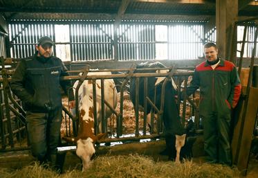 Thibault et Alexis Dupont, de l'EARL des Proustières, à Saint-Avit (Loir-et-Cher), emmèneront deux de leurs vaches prim'holstein au Salon de l'agriculture.