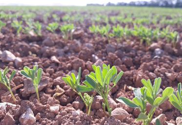 La lentille est peu exigeante en fertilisation.