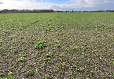 Les sols de Vincent Rimette sont couverts pendant neuf mois avant d'accueillir les pommes de terre.