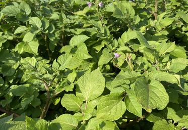 Les variétés à la fois résistantes au mildiou et à la sécheresse sont recherchées. 