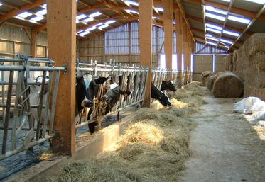 Une ambiance saine dans les bâtiments d'élevage réduit les pertes économiques.