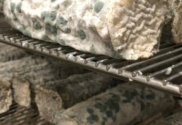 L'accident du bleu est causé par le développement de moisissures du genre Penicillium.