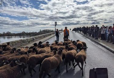 Samedi 22 mars, à Beaugency. L’opération de transhumance, menée avec succès par la jeune éleveuse Isabelle Gravand, installée à Tavers, s’est déroulée sous un beau soleil et dans une ambiance festive.
