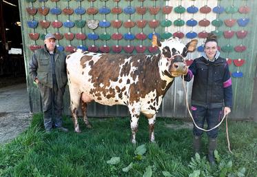 Lundi 1er avril, à La Bazoche-Gouet. See, une normande de l'EARL Guéret, fait la fierté de ses éleveurs en remportant le titre de réserve Grande championne au concours national de la race.