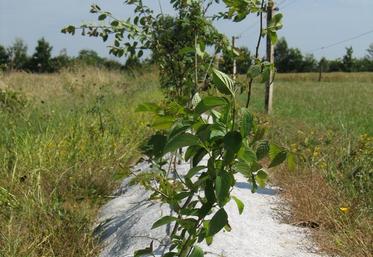 Depuis quelques années, les exploitants agricoles sont incités à planter des haies.