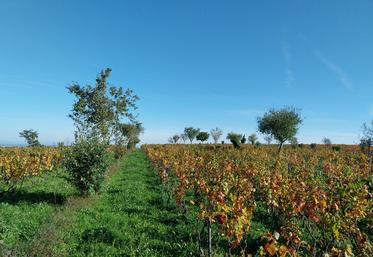 La plantation des haies aux abords d'une parcelle agricole peut avoir de nombreux avantages agronomiques. 