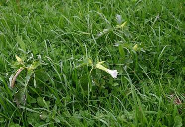 Dès l’arrivée du printemps, les adventices comme le datura, l’ambroisie à feuille d’armoise ou encore le tournesol sauvage commencent à faire rage mais des solutions agronomiques existent. 