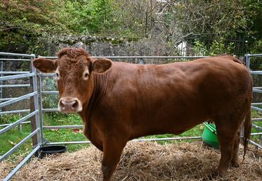 La législation européenne impose que seulement les animaux aptes au transport peuvent être enlevés et transportés vers l’abattoir.