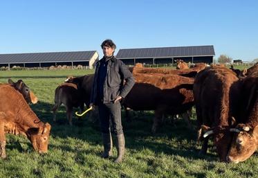 Julien Raffeau élève des limousines. Il a fait tester la fertilité de ses taureaux.
