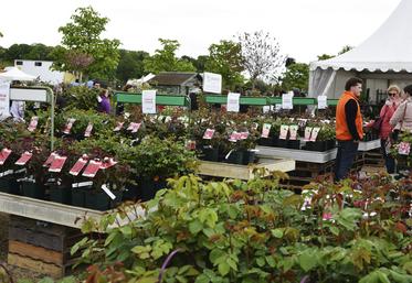 Les rosiéristes, comme ici Les Roses anciennes André Ève, proposaient une grande diversité de variétés aux couleurs éclatantes.