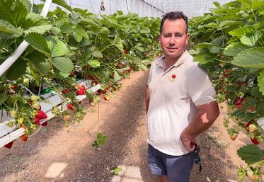 Vendredi 2 mai, à Sours. Grâce à une quatrième serre, Henri Prevosteau va pouvoir prolonger la saison des fraises.