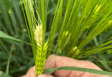 L'impact de la grêle sur un épi d'orge coupe l'alimentation en sève de la partie supérieure de la plante, qui ne donnera pas de grains.