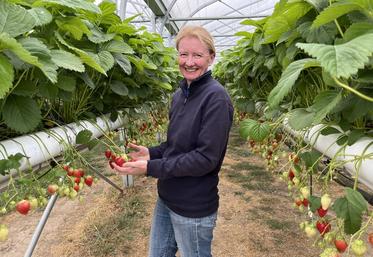 Mercredi 7 mai, au Plessis-Gassot (Val-d'Oise). Sous serre, Nathalie Moret produit des fraises qu'elle vend le jour de la récolte.