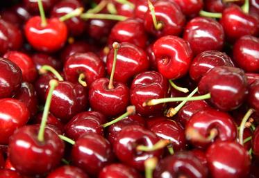 La cerise, un fruit devenu fragile face aux aléas climatiques et aux ravageurs émergents. 