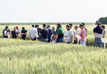 Mardi 3 juin, à Marboué. Les adhérents de la Cabbep ont pu observer sur une plateforme les différentes variétés proposées par leur coopérative.