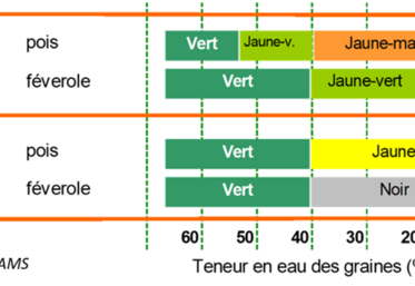 La couleur des tiges et des gousses constitue un indicateur permettant d’estimer la teneur en eau des plantes.