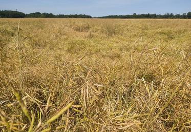 Des parcelles du secteur d'Ablis ont été touchées par les intempéries du 13 juin.