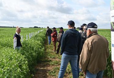 Vendredi 6 juin, à Saint-Amand-Longpré. L'une des journées agronomiques d'Axéréal a rassemblé de nombreux agriculteurs adhérents.