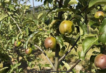 Lundi 16 juin, à Saclay (Essonne). Des pommes ont subi des impacts de grêle.