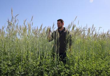 L’implantation de seigle ou d’escourgeon dans la luzerne apporte une performance énergétique supplémentaire dans la production de biogaz et dans l’alimentation des ovins. 