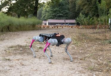 Le chien-robot, mis au point par l'entreprise Evotech, est programmé pour guider les poules vers leurs abris à la tombée de la nuit.