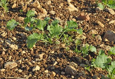  Colza associé à la lentille. 
