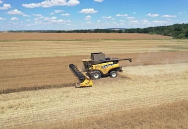 Avant de lancer la moissonneuse, la vérification de la maturité est primordiale. Assurez-vous que les siliques sont mûres et que les graines atteignent environ 9 % d'humidité. 