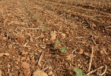 Limiter les surdensités en visant un peuplement entre 20 et 35 plantes/m2.