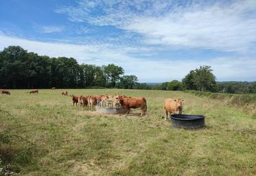 Les systèmes bovins allaitants sont mis à l'épreuve d'une sécheresse qui s'est installée dès le printemps. Heureusement, il y a des stratégies à adopter pour y faire face.