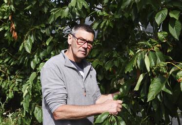 Thierry Lanson, arboriculteur à Saint-Hilaire-Saint-Mesmin, cultive 15 hectares de cerisiers.